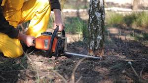 How Our Tree Care Process Works  in  Grambling, LA