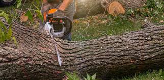 Grambling, LA  Tree Services Company