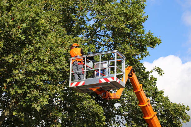 Best Emergency Tree Removal Services  in Grambling, LA